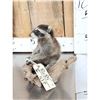 Image 3 : Baby Raccoon Full Body Taxidermy Mount