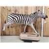 Image 1 : Zebra Full Body Taxidermy Mount