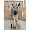 Image 4 : Zebra Full Body Taxidermy Mount