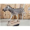 Image 5 : Zebra Full Body Taxidermy Mount