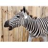 Image 6 : Zebra Full Body Taxidermy Mount