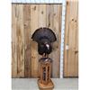 Image 1 : Gobbling Turkey Pedestal Bird Taxidermy Mount