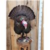 Image 2 : Gobbling Turkey Pedestal Bird Taxidermy Mount