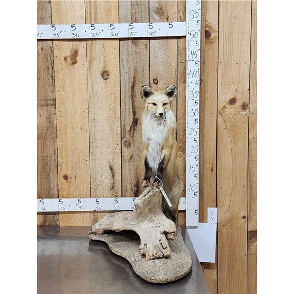 Red Fox Full Body Taxidermy Mount