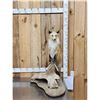 Image 1 : Red Fox Full Body Taxidermy Mount