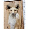 Image 2 : Red Fox Full Body Taxidermy Mount