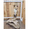 Image 5 : Red Fox Full Body Taxidermy Mount