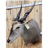 Image 11 : African Eland Pedestal Taxidermy Mount
