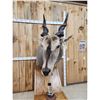 Image 12 : African Eland Pedestal Taxidermy Mount