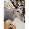 Image 14 : African Eland Pedestal Taxidermy Mount