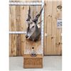 Image 1 : African Eland Pedestal Taxidermy Mount