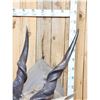 Image 2 : African Eland Pedestal Taxidermy Mount