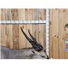 Image 5 : African Eland Pedestal Taxidermy Mount