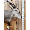 Image 6 : African Eland Pedestal Taxidermy Mount
