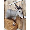 Image 7 : African Eland Pedestal Taxidermy Mount
