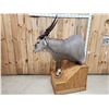 Image 8 : African Eland Pedestal Taxidermy Mount