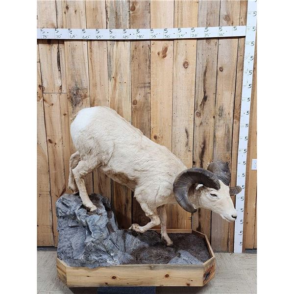 Bighorn Sheep Full Body Taxidermy Mount