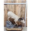 Image 1 : Bighorn Sheep Full Body Taxidermy Mount