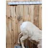 Image 2 : Bighorn Sheep Full Body Taxidermy Mount