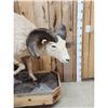 Image 3 : Bighorn Sheep Full Body Taxidermy Mount