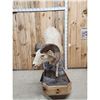 Image 4 : Bighorn Sheep Full Body Taxidermy Mount