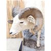 Image 5 : Bighorn Sheep Full Body Taxidermy Mount