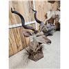 Image 10 : African Kudu Table Top/ Floor Pedestal Taxidermy Mount