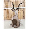Image 11 : African Kudu Table Top/ Floor Pedestal Taxidermy Mount