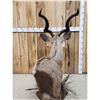 Image 12 : African Kudu Table Top/ Floor Pedestal Taxidermy Mount