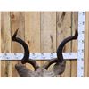 Image 13 : African Kudu Table Top/ Floor Pedestal Taxidermy Mount