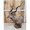 Image 1 : African Kudu Table Top/ Floor Pedestal Taxidermy Mount
