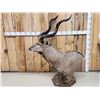 Image 2 : African Kudu Table Top/ Floor Pedestal Taxidermy Mount