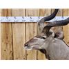 Image 3 : African Kudu Table Top/ Floor Pedestal Taxidermy Mount