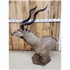 Image 4 : African Kudu Table Top/ Floor Pedestal Taxidermy Mount
