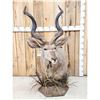 Image 5 : African Kudu Table Top/ Floor Pedestal Taxidermy Mount