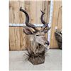Image 6 : African Kudu Table Top/ Floor Pedestal Taxidermy Mount