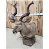 Image 7 : African Kudu Table Top/ Floor Pedestal Taxidermy Mount