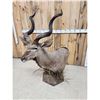 Image 9 : African Kudu Table Top/ Floor Pedestal Taxidermy Mount