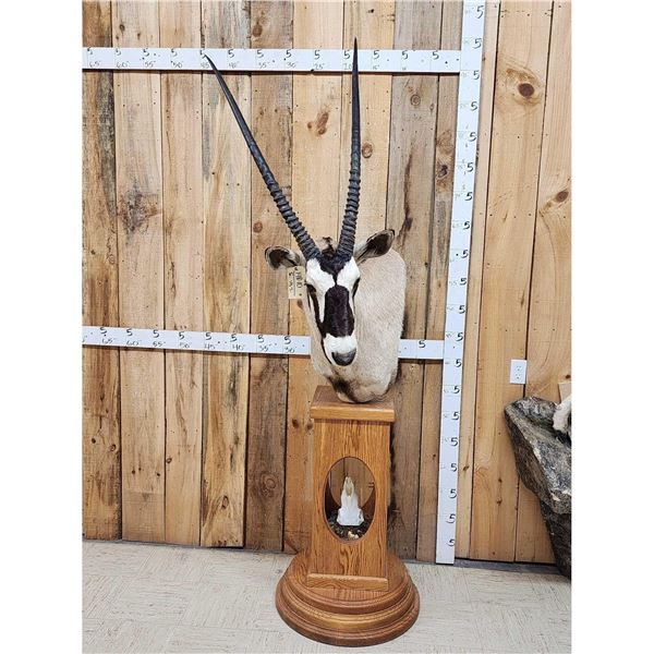 African Gemsbok Pedestal Taxidermy Mount