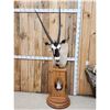 Image 1 : African Gemsbok Pedestal Taxidermy Mount
