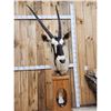 Image 3 : African Gemsbok Pedestal Taxidermy Mount