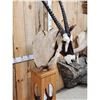 Image 5 : African Gemsbok Pedestal Taxidermy Mount