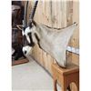 Image 7 : African Gemsbok Pedestal Taxidermy Mount