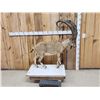 Image 1 : Siberian Ibex Full Body Taxidermy Mount