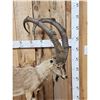 Image 2 : Siberian Ibex Full Body Taxidermy Mount