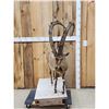 Image 3 : Siberian Ibex Full Body Taxidermy Mount