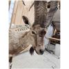 Image 4 : Siberian Ibex Full Body Taxidermy Mount