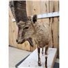 Image 5 : Siberian Ibex Full Body Taxidermy Mount