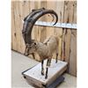 Image 6 : Siberian Ibex Full Body Taxidermy Mount