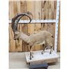 Image 7 : Siberian Ibex Full Body Taxidermy Mount